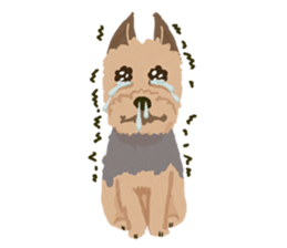 GET YORKIER!! sticker #6901275