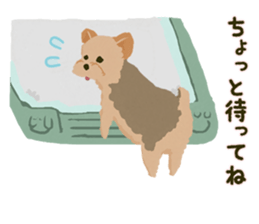 GET YORKIER!! sticker #6901288