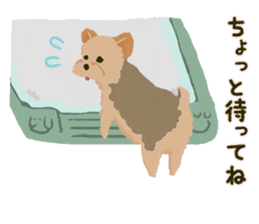 GET YORKIER!! sticker #6901288