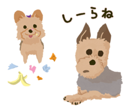 GET YORKIER!! sticker #6901290