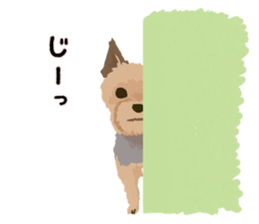 GET YORKIER!! sticker #6901293