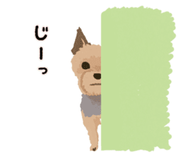 GET YORKIER!! sticker #6901293