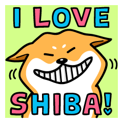 Shiba Inu Genki No.3