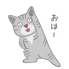 American Shorthair & Red-tabby White Cat sticker #6909313