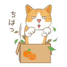 American Shorthair & Red-tabby White Cat sticker #6909316