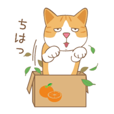 American Shorthair & Red-tabby White Cat sticker #6909316