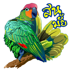 NOK KAEW NOK KHUNTHONG