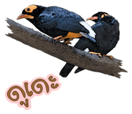 NOK KAEW NOK KHUNTHONG sticker #6916264