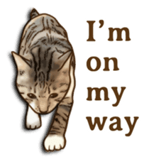 Brown Tabby! PENNE and CORNET -English- sticker #6928579