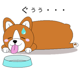 akicorgi