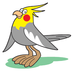 Funny Cockatiel_Normal Color