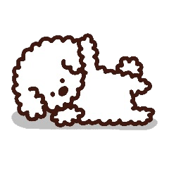 Toypoodle loafs around at home