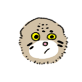 Daily life of Pallas's Cat sticker #6942302