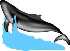 Marine mammals sticker #6943906