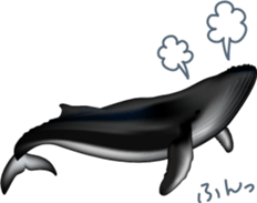 Marine mammals sticker #6943907