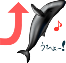 Marine mammals sticker #6943908