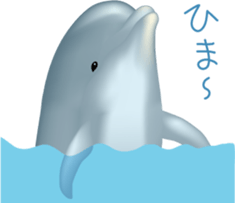 Marine mammals sticker #6943925