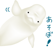 Marine mammals sticker #6943926