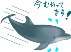 Marine mammals sticker #6943928