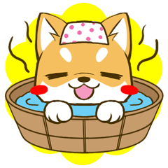 Japanese Shiba Inu tan 3