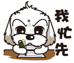 2 Shih Tzu Brothers sticker #6954447