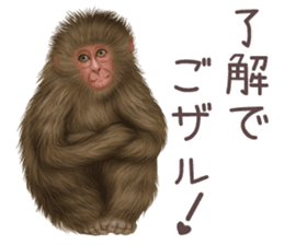 Real monkey sticker of zumo sticker #6955402