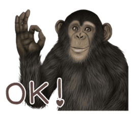 Real monkey sticker of zumo sticker #6955403