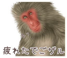 Real monkey sticker of zumo sticker #6955406