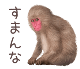 Real monkey sticker of zumo sticker #6955407