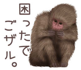 Real monkey sticker of zumo sticker #6955408