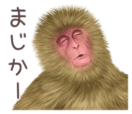 Real monkey sticker of zumo sticker #6955409