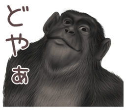 Real monkey sticker of zumo sticker #6955410