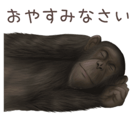 Real monkey sticker of zumo sticker #6955419