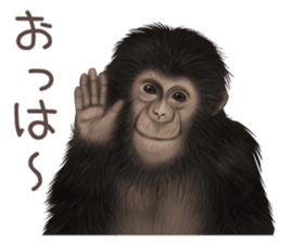 Real monkey sticker of zumo sticker #6955420