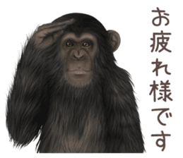 Real monkey sticker of zumo sticker #6955423