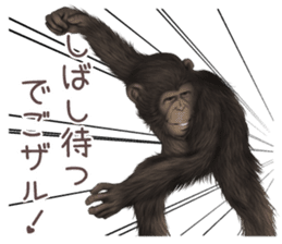 Real monkey sticker of zumo sticker #6955425