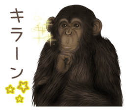 Real monkey sticker of zumo sticker #6955428