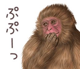 Real monkey sticker of zumo sticker #6955430