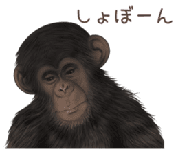 Real monkey sticker of zumo sticker #6955432