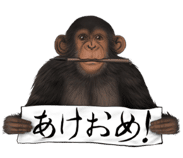Real monkey sticker of zumo sticker #6955438