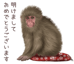Real monkey sticker of zumo sticker #6955439