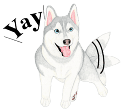 Siberian Husky Sticker(English) sticker #6967080