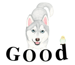 Siberian Husky Sticker(English) sticker #6967087