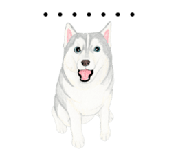 Siberian Husky Sticker(English) sticker #6967090