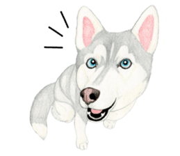 Siberian Husky Sticker(English) sticker #6967094
