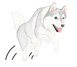 Siberian Husky Sticker(English) sticker #6967101