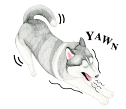 Siberian Husky Sticker(English) sticker #6967102