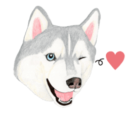 Siberian Husky Sticker(English) sticker #6967107