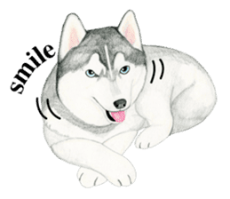 Siberian Husky Sticker(English) sticker #6967108