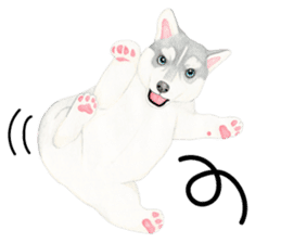 Siberian Husky Sticker(English) sticker #6967116